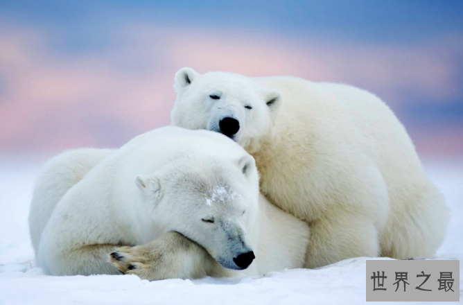 世界十大猛兽排行 鬣狗上榜，第一名为万兽之王