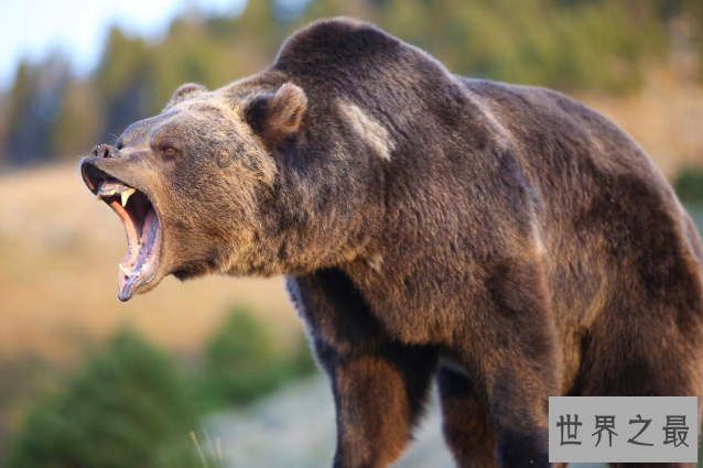 世界十大猛兽排行 鬣狗上榜，第一名为万兽之王