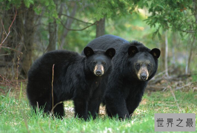世界十大猛兽排行 鬣狗上榜，第一名为万兽之王