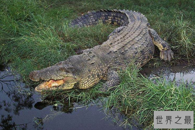 世界十大猛兽排行 鬣狗上榜，第一名为万兽之王