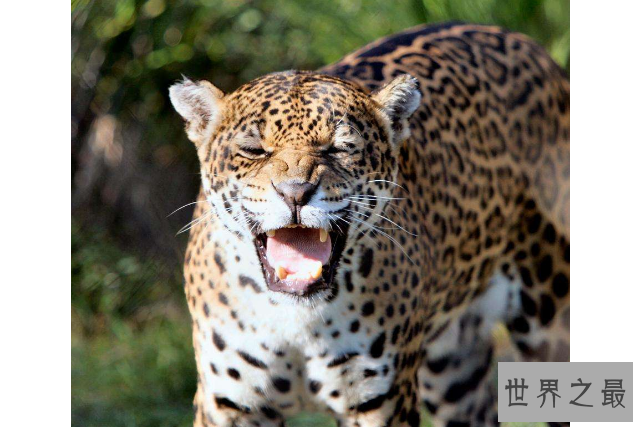 世界十大猛兽排行 鬣狗上榜，第一名为万兽之王