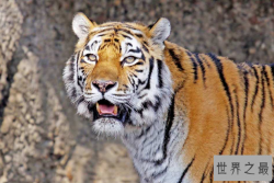 世界十大猛兽排行 鬣狗上榜，第一名为万兽之王