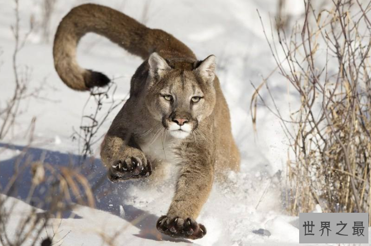 世界十大猛兽排行 鬣狗上榜，第一名为万兽之王