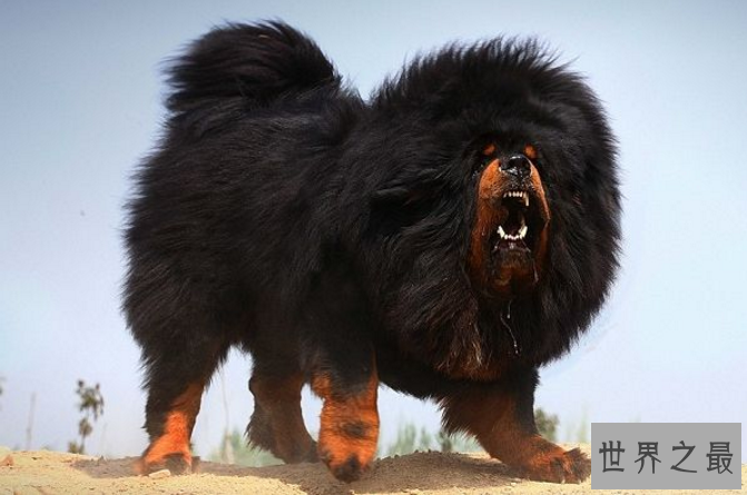 世界十大猛兽排行 鬣狗上榜，第一名为万兽之王