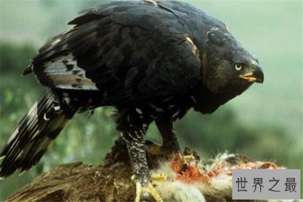 世界十大最凶的鸟 猎鹰会将猎物撕成裂肉，第七曾击杀过小孩