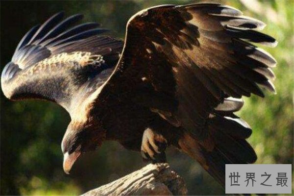 世界十大最凶的鸟 猎鹰会将猎物撕成裂肉，第七曾击杀过小孩