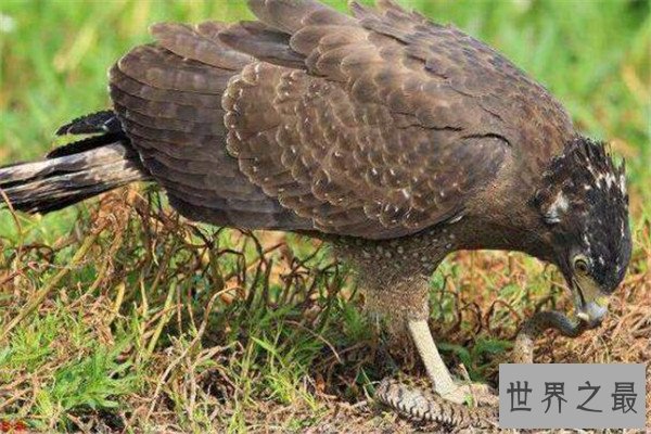 世界十大最凶的鸟 猎鹰会将猎物撕成裂肉，第七曾击杀过小孩