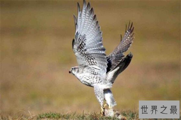 世界十大最凶的鸟 猎鹰会将猎物撕成裂肉，第七曾击杀过小孩