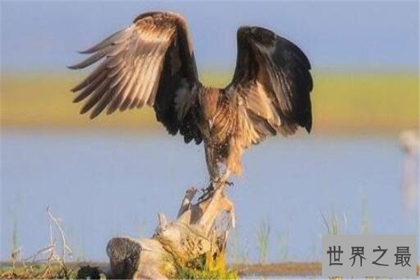 世界十大最凶的鸟 猎鹰会将猎物撕成裂肉，第七曾击杀过小孩