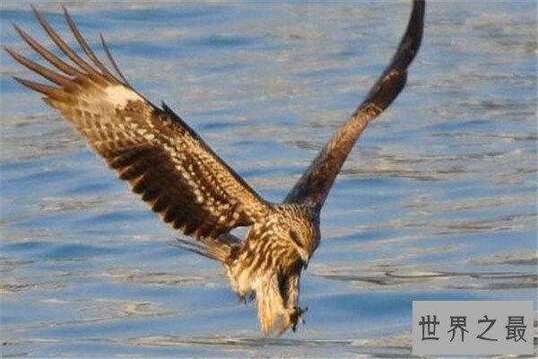 世界十大最凶的鸟 猎鹰会将猎物撕成裂肉，第七曾击杀过小孩