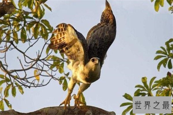 世界十大最凶的鸟 猎鹰会将猎物撕成裂肉，第七曾击杀过小孩