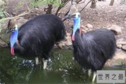 世界十大最凶的鸟 猎鹰会将猎物撕成裂肉，第七曾击杀过小孩