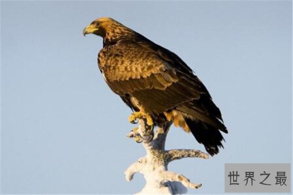 世界十大最凶的鸟 猎鹰会将猎物撕成裂肉，第七曾击杀过小孩
