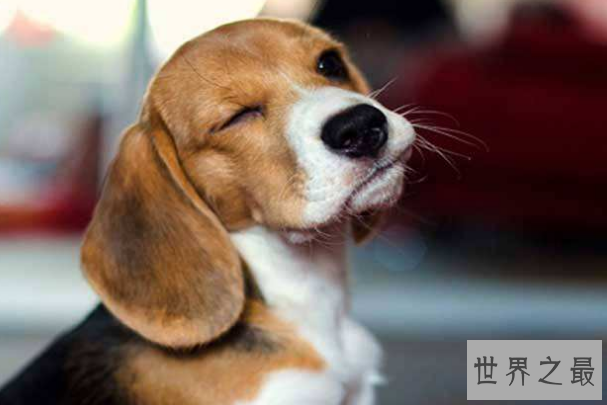 十大世界最可爱的狗排名 博美犬第一，萨摩耶上榜