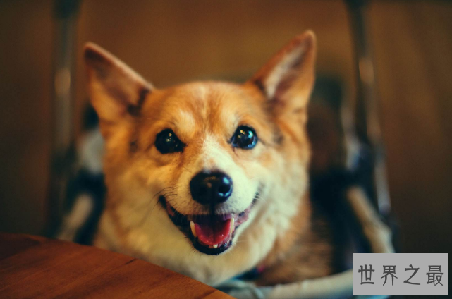 十大世界最可爱的狗排名 博美犬第一，萨摩耶上榜