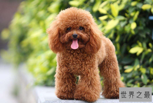 十大世界最可爱的狗排名 博美犬第一，萨摩耶上榜