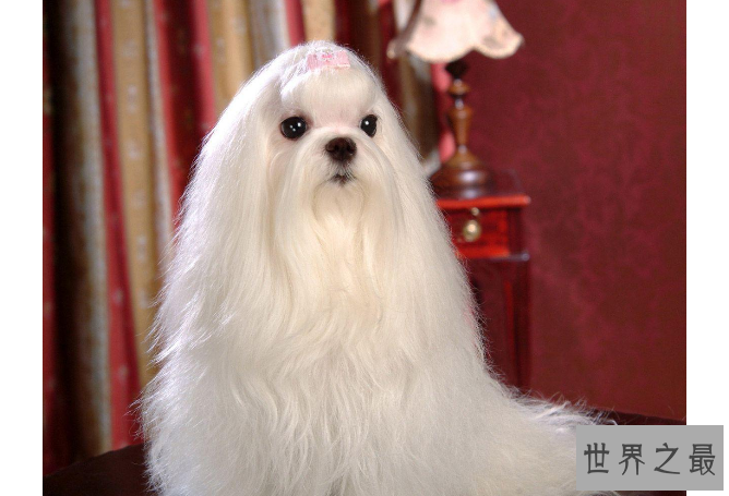 十大世界最可爱的狗排名 博美犬第一，萨摩耶上榜