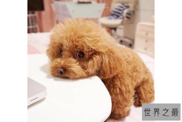 十大世界最可爱的狗排名 博美犬第一，萨摩耶上榜