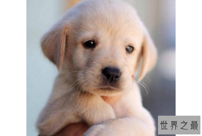 十大世界最可爱的狗排名 博美犬第一，萨摩耶上榜