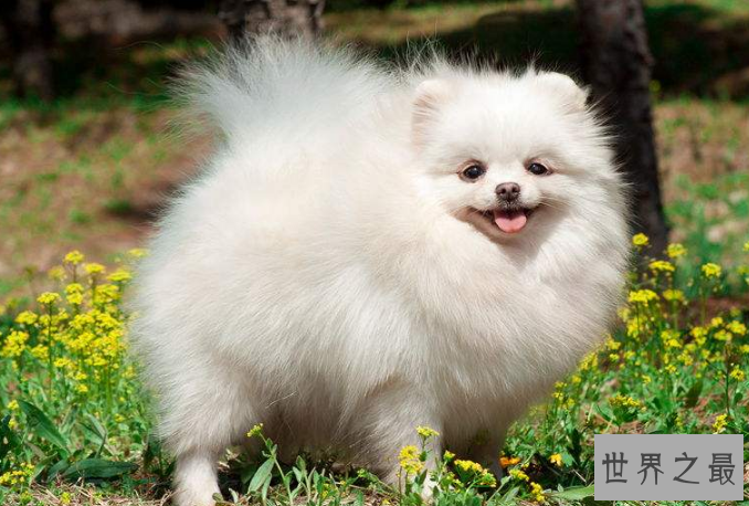 十大世界最可爱的狗排名 博美犬第一，萨摩耶上榜