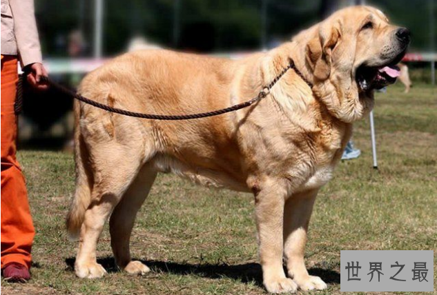 世界最大的十大犬种 体型大战斗力强，有你喜欢的吗