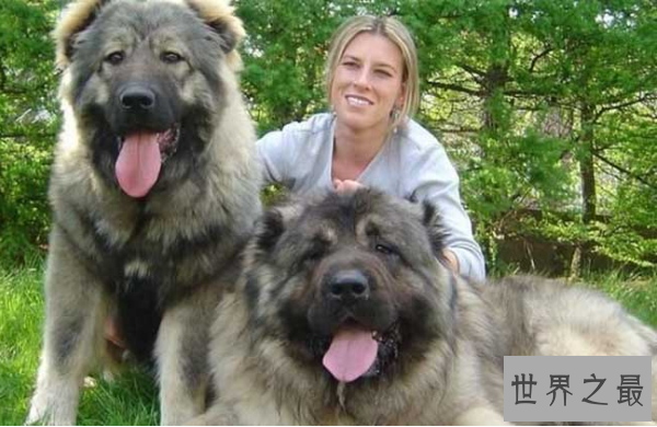 世界最大的十大犬种 体型大战斗力强，有你喜欢的吗
