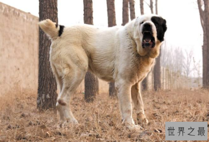 世界最大的十大犬种 体型大战斗力强，有你喜欢的吗