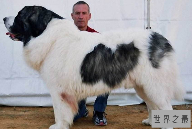 世界最大的十大犬种 体型大战斗力强，有你喜欢的吗