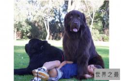 世界最大的十大犬种 体型大战斗力强，有你喜欢的吗