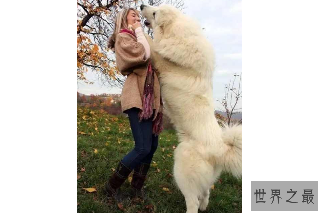 世界最大的十大犬种 体型大战斗力强，有你喜欢的吗