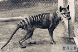 世界十大灭绝生物 史前生物霸王龙上榜，你认识几个