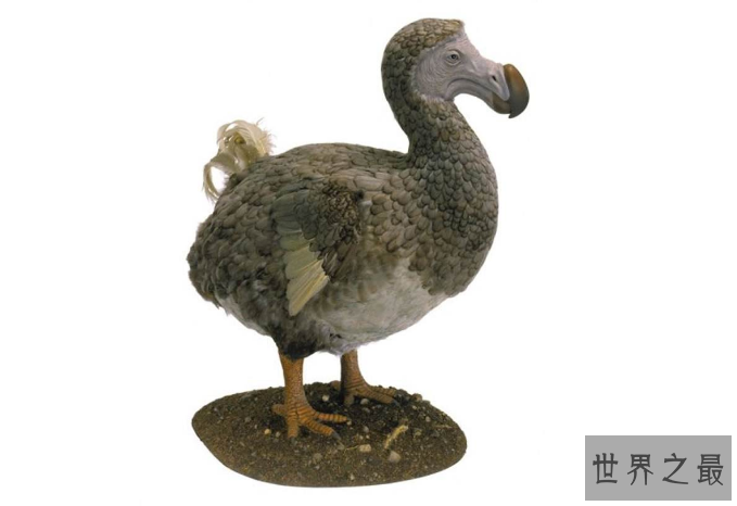 世界十大灭绝生物 史前生物霸王龙上榜，你认识几个