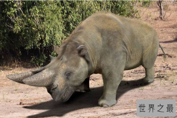 世界十大灭绝生物 史前生物霸王龙上榜，你认识几个