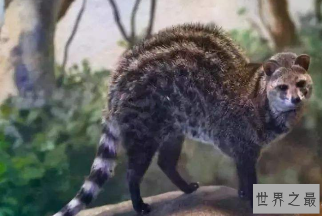 世界十大灭绝生物 史前生物霸王龙上榜，你认识几个