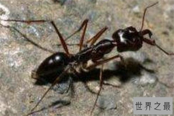 世界十大可怕的蚂蚁 子弹蚁带有毒刺，红火蚁繁殖能力很强