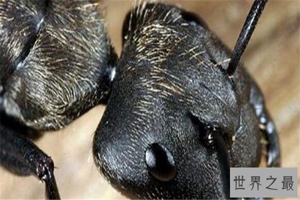 世界十大可怕的蚂蚁 子弹蚁带有毒刺，红火蚁繁殖能力很强
