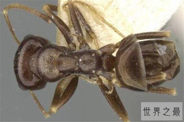 世界十大可怕的蚂蚁 子弹蚁带有毒刺，红火蚁繁殖能力很强