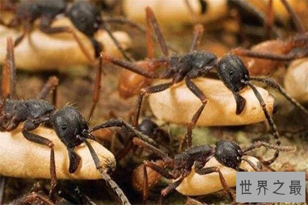世界十大可怕的蚂蚁 子弹蚁带有毒刺，红火蚁繁殖能力很强