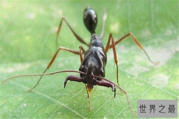 世界十大可怕的蚂蚁 子弹蚁带有毒刺，红火蚁繁殖能力很强