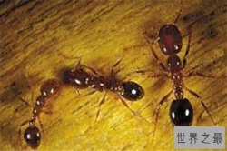 世界十大可怕的蚂蚁 子弹蚁带有毒刺，红火蚁繁殖能力很强