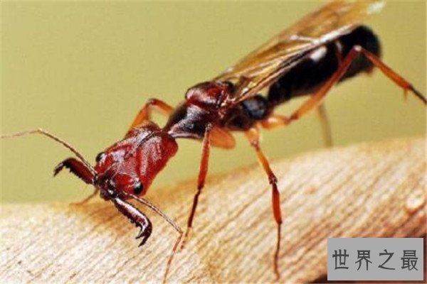 世界十大可怕的蚂蚁 子弹蚁带有毒刺，红火蚁繁殖能力很强