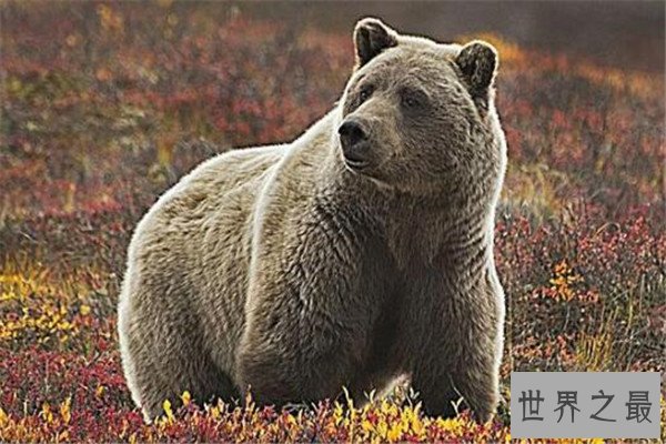 世界十大食肉动物 狼蛛能致人死，食人鱼咬是最凶猛的淡水鱼