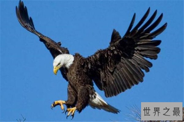 世界十大食肉动物 狼蛛能致人死，食人鱼咬是最凶猛的淡水鱼