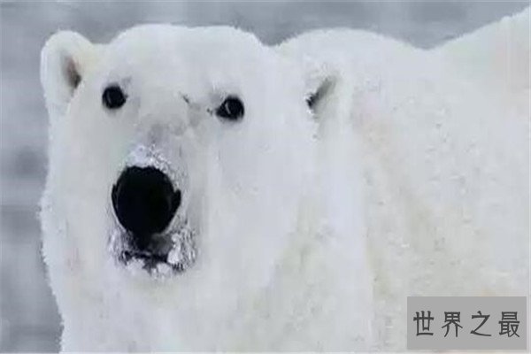 世界十大食肉动物 狼蛛能致人死，食人鱼咬是最凶猛的淡水鱼