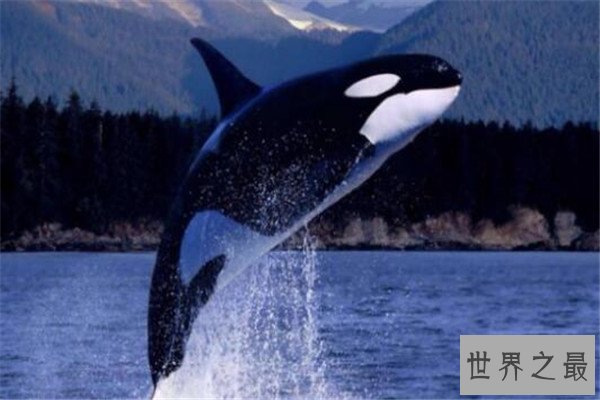 世界十大食肉动物 狼蛛能致人死，食人鱼咬是最凶猛的淡水鱼