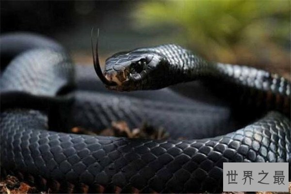 世界十大食肉动物 狼蛛能致人死，食人鱼咬是最凶猛的淡水鱼