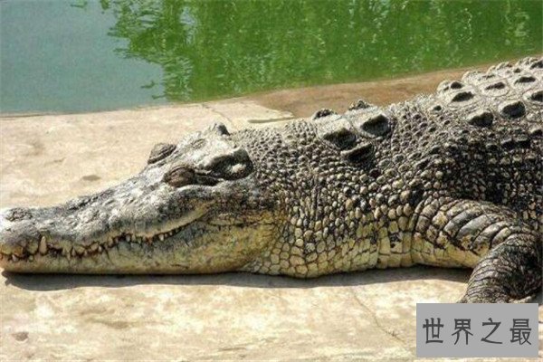 世界十大食肉动物 狼蛛能致人死，食人鱼咬是最凶猛的淡水鱼