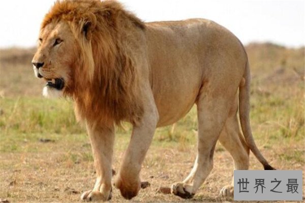 世界十大食肉动物 狼蛛能致人死，食人鱼咬是最凶猛的淡水鱼