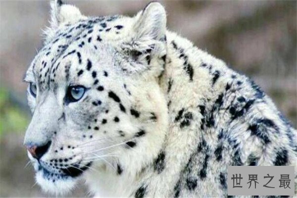 世界十大食肉动物 狼蛛能致人死，食人鱼咬是最凶猛的淡水鱼