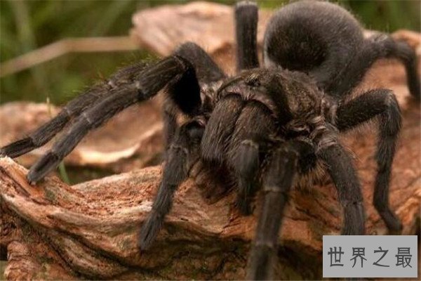 世界十大食肉动物 狼蛛能致人死，食人鱼咬是最凶猛的淡水鱼